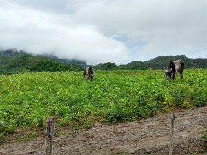 Two steers in a field of green tobacco plants