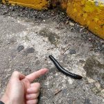 A hand points to a large, black, millipede crawling near a curb