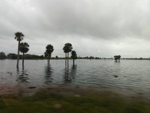 Trees stand in a field flooded with water
