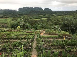 Rows of green vegetables in a garden in front of limestone hills